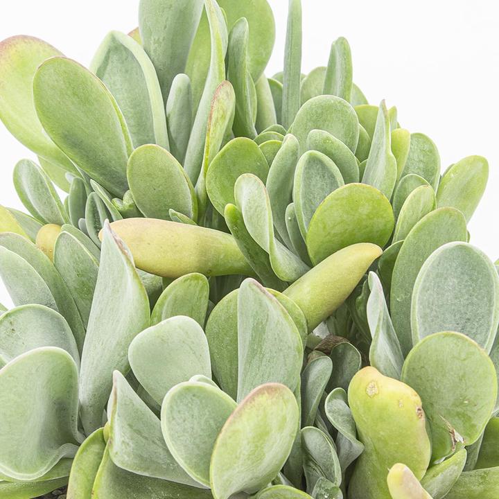 Produktbild Kakteen Gautschi Kalanchoe origula (35 cm)