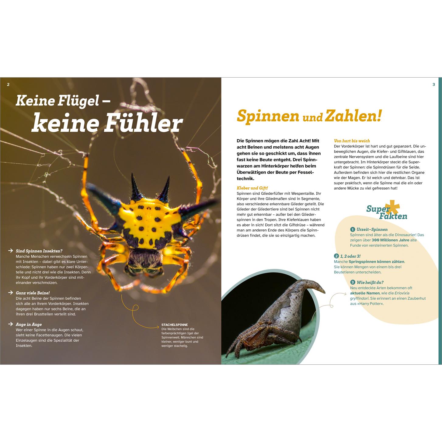 Thumbnail - WAS IST WAS Spinnen. Akrobaten auf acht Beinen, Kinderbücher von Inga Marie Ramcke