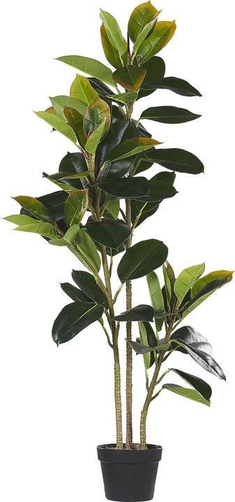 Beliani Ficus Elastica (134 cm)