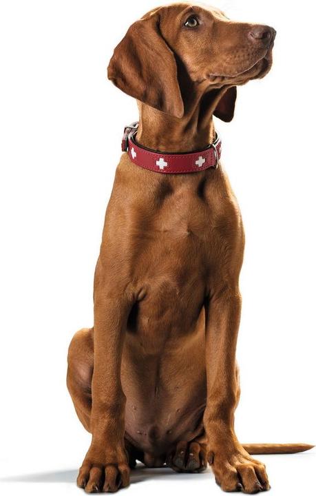 Actual product image Hunter Collar Swiss genuine leather (35, 36, 37, 38, 39, 40, 41, 42, 43, Dog, Dog sport)