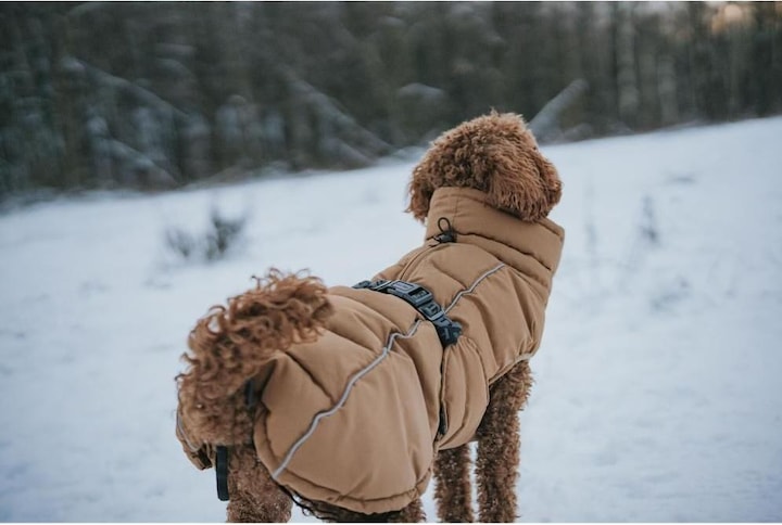 Immagine prodotto Hunter Cappottino Paxson Pug & Fr Bulldog 32, caramello - (203516) (32, Cappotto per cani)