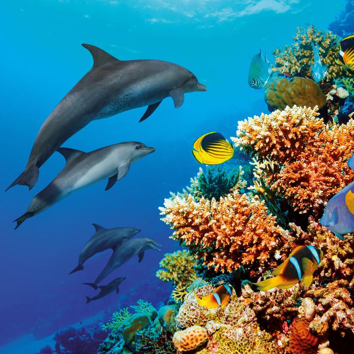 Produktbild Delfine/Dolphins 2026 (30 x 30 cm)