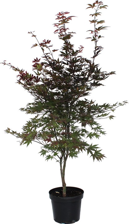 Actual product image Zulauf Japanese maple (80 cm)