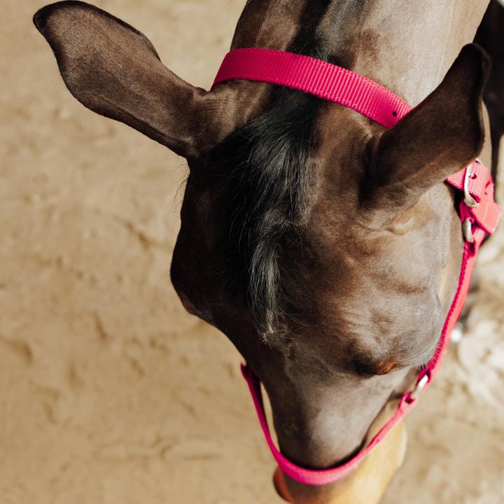 Produktbild Fouganza Halfter Schooling rot