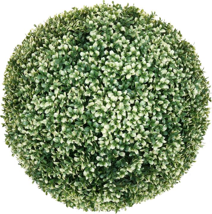 Produktbild JOHN316 Buchsbaum (55 cm)