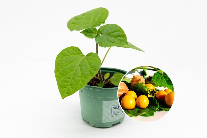 Immagine prodotto Zollinger Bio Piantine, Physalis, Bacche delle Ande (100 cm)