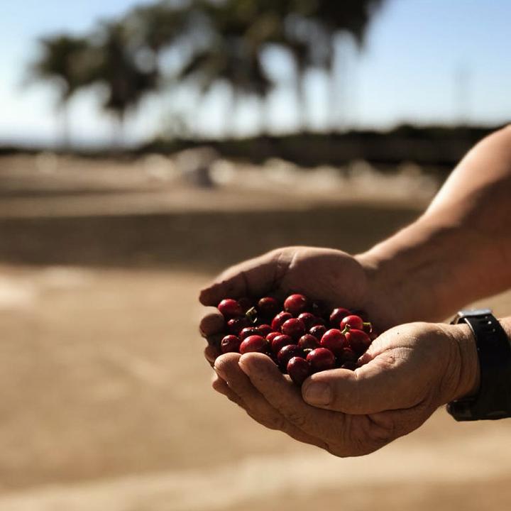 Produktbild Grownby Vinhal Natural Verde (250 g, Rohkaffee)