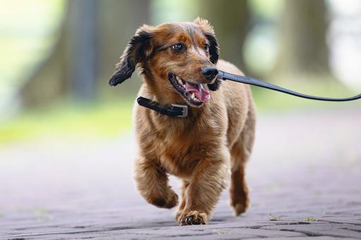 Produktbild Beeztees Bz Balacron Halsband Ax Schwz (31, 32, 33, 34, 35, 36, 37, 38, 39, Hund, Hundesport)