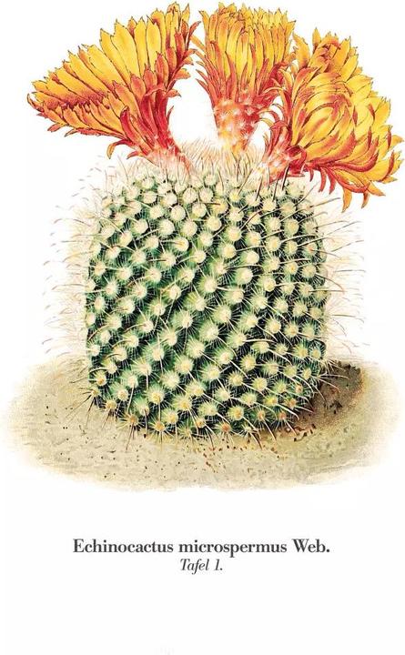 Image du produit Cactus en fleurs (2.50 cm)