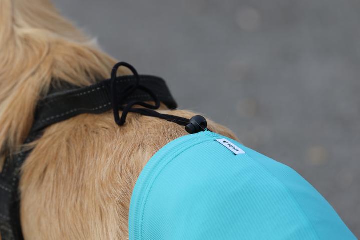 Vetmedcare Safety Pants bei Läufigkeit und Inkontinenz (Hund)