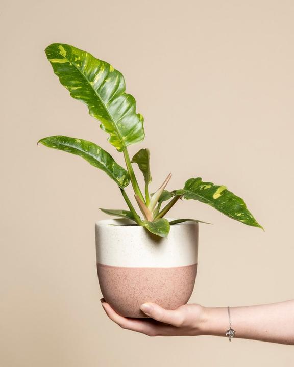 Produktbild feey Schweizer Philodendron 'Ring of Fire' • (35 cm)