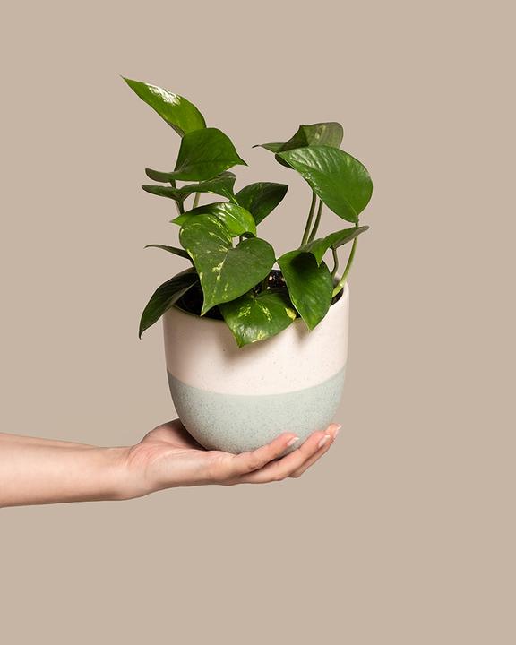 Produktbild feey Efeutute (25 cm, Frisch umgetopft)