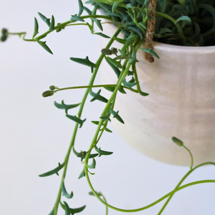 Produktbild Plant in a Box Senecio peregrinus - Delfinpflanze (10 cm)