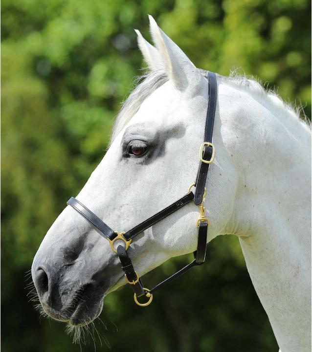 Image du produit Premier Equine Licol pour cheval en cuir