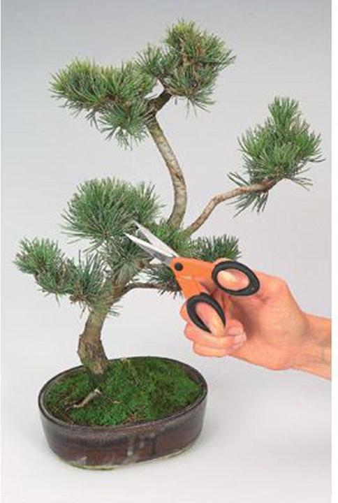 Image du produit Bahco Ciseaux pour fleurs coupées FS-5