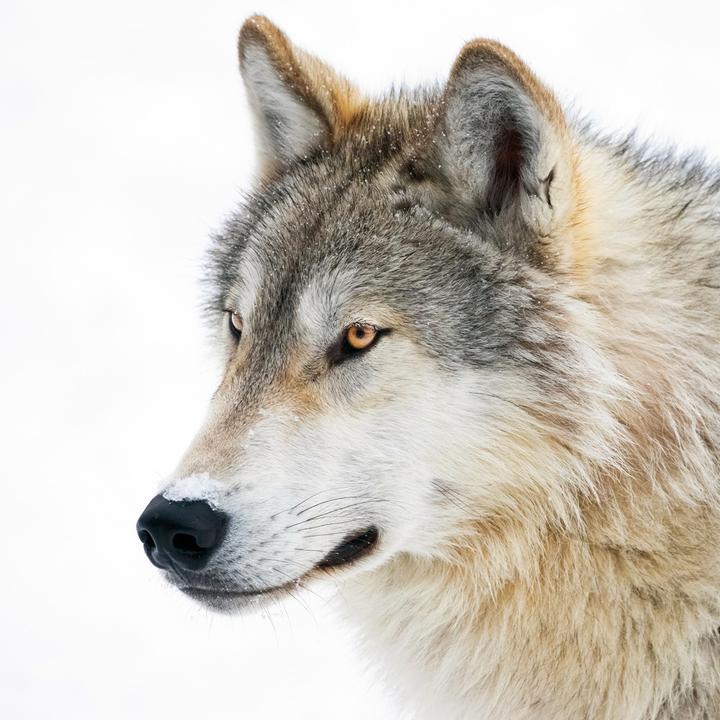 Produktbild Wolves/Wölfe 2024 (30x30cm)