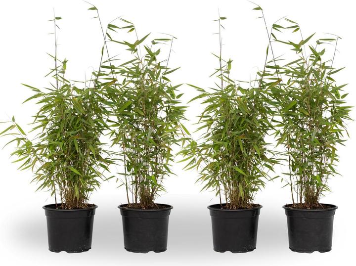 Produktbild Plant in a Box Fargesia nitida 'Red Dragon' - 4er Set Roter Drachenbambus (60 cm)