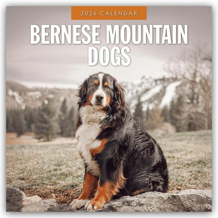 Produktbild Red Robin Publishing Ltd:Bernese Mounta (30.5 x 30.5 cm)