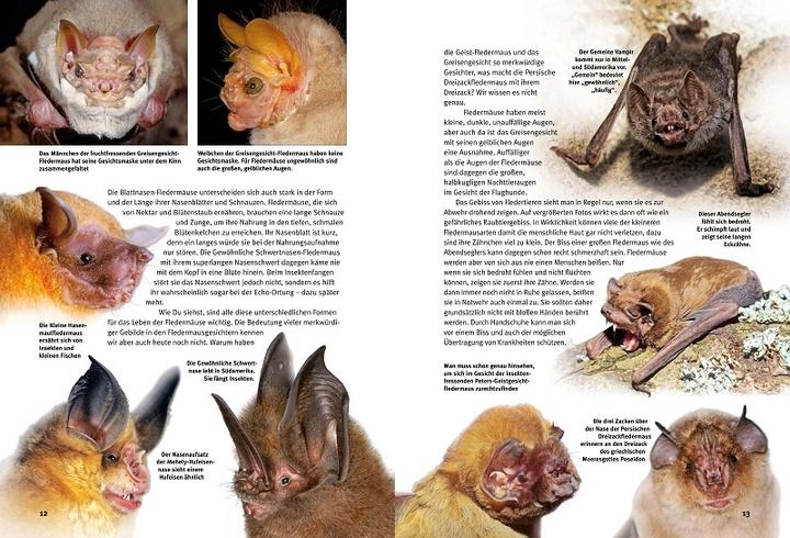 Actual product image Discover the bats (German, Eckhard Grimmberger, 2022)