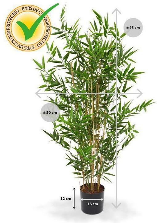 Botanic-Haus Bambus Japanisch - kaufen bei Galaxus - Galaxus