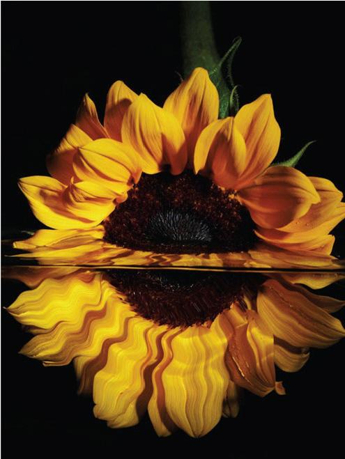 Immagine prodotto Pracht Diamond Painting 6037-40331 Girasole 25 x 35 cm