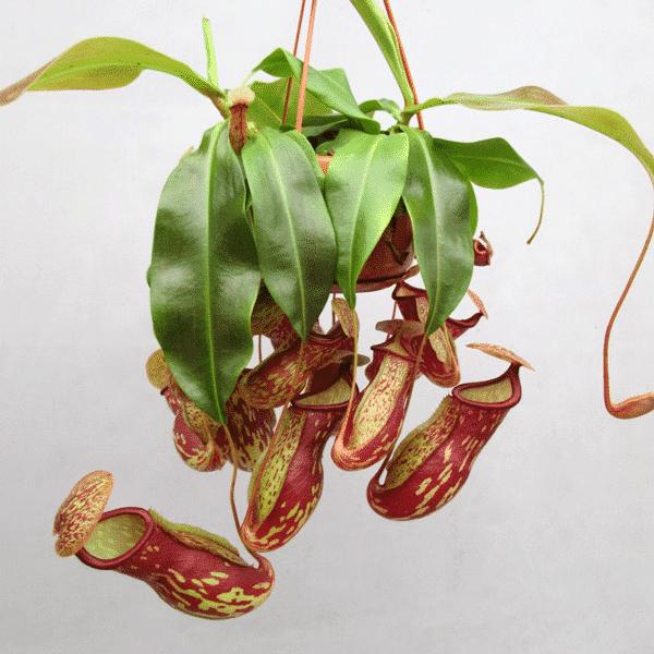 Plantlovers Nepenthes x St. Gaya (Kannenpflanze) (45 cm, Tierfreundlich)