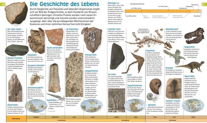 Produktbild memo Wissen entdecken. Evolution (Deutsch, DK Verlag - Kids, Frauke Bahle, 2018)
