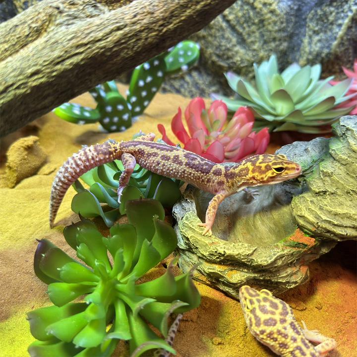 Actual product image EBI Terra Della Sedum