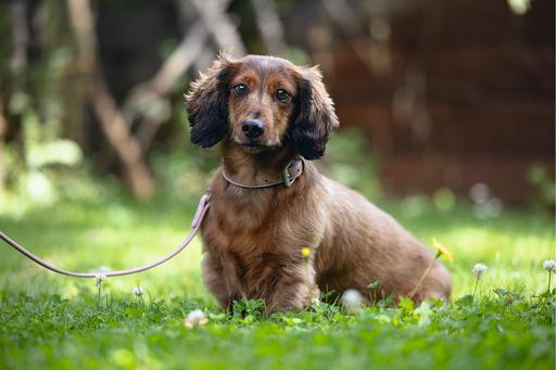 Produktbild Beeztees Bz Balacron Halsband Ax Rosa 2 (23, 24, 25, Hund, Hundesport)