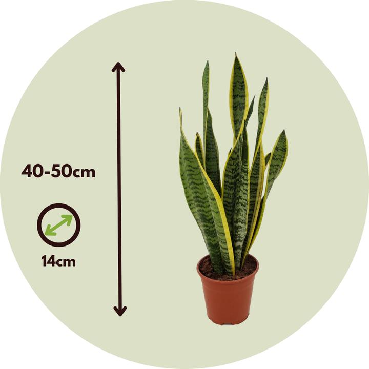 Produktbild Plant in a Box Sansevieria trifasciata Laurentii - Bogenhanf (40 cm)