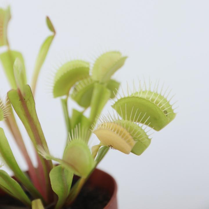Produktbild Plant in a Box Dionaea muscipula - (7 cm)