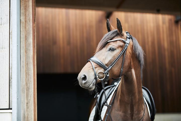 Image du produit Horse Guard Kava rolled bridle flash & pb w/o reins