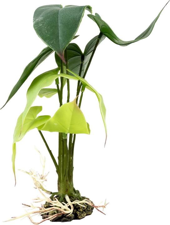 Produktbild Terra della Monstera