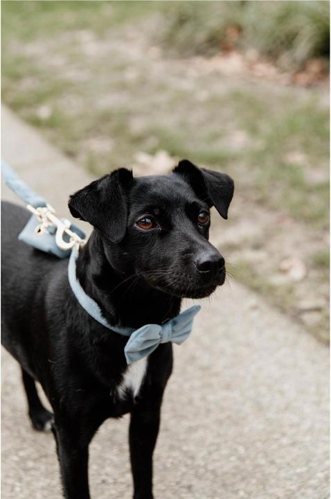 Produktbild Kentucky Dogwear Fliege velvet (S, Hundemantel)