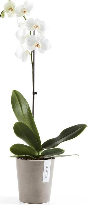 Produktbild Ecopot Morinda (14 cm)