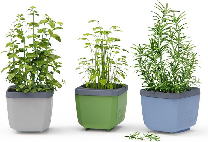 Actual product image Gusta Garden Herbs Buddy