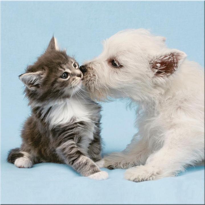 Produktbild Ravensburger 15195 (500 Teile)