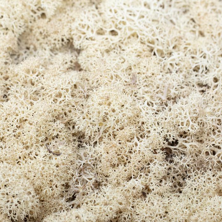 Actual product image Flowerbox Iceland moss