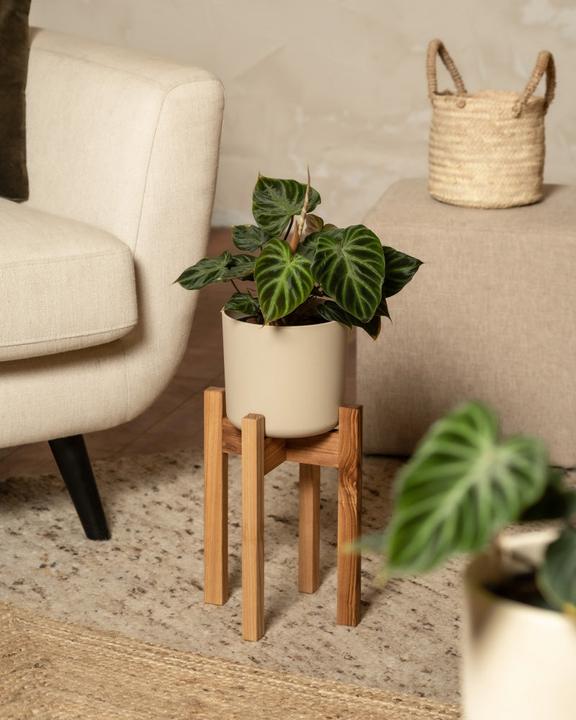 Image du produit feey Stelion