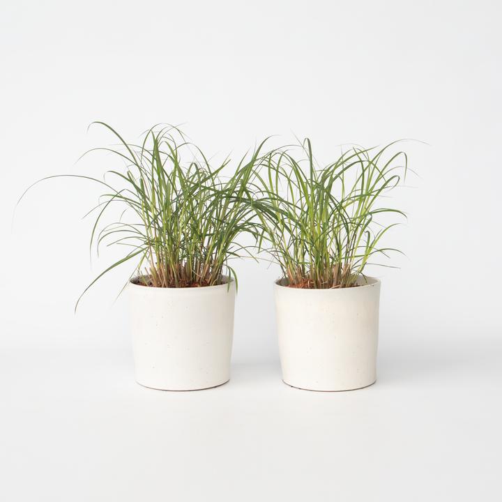 Produktbild Plant in a Box Miscanthus sinensis 'Red Chief' - 2er Set Ziergras (40 cm)