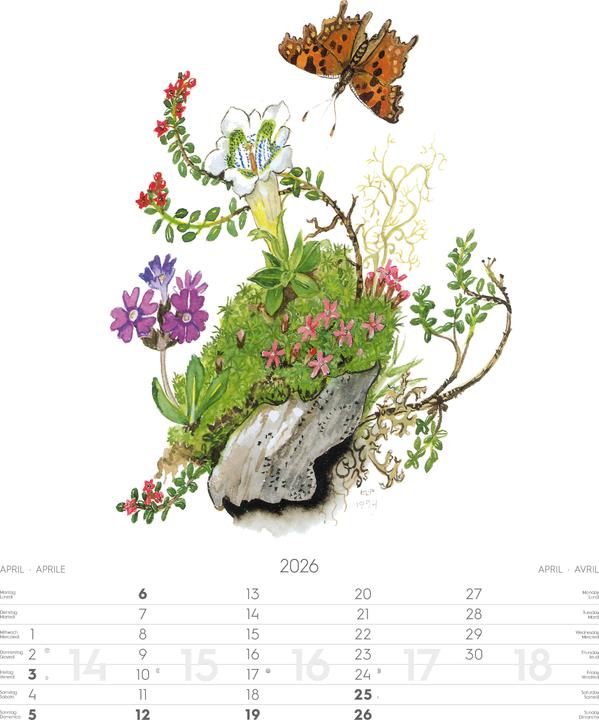 Produktbild Alpenblumen-AquarelleKalender2026