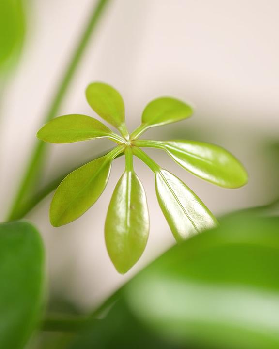 Produktbild feey Schefflera (35 cm, Frisch umgetopft)