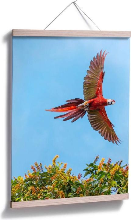 Produktbild Trenddeko Colombo – Papagei im Flug (24 x 30 cm)