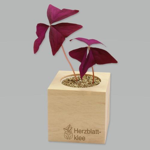 Produktbild Feel Green Herzblattklee (Pflanzensamen)