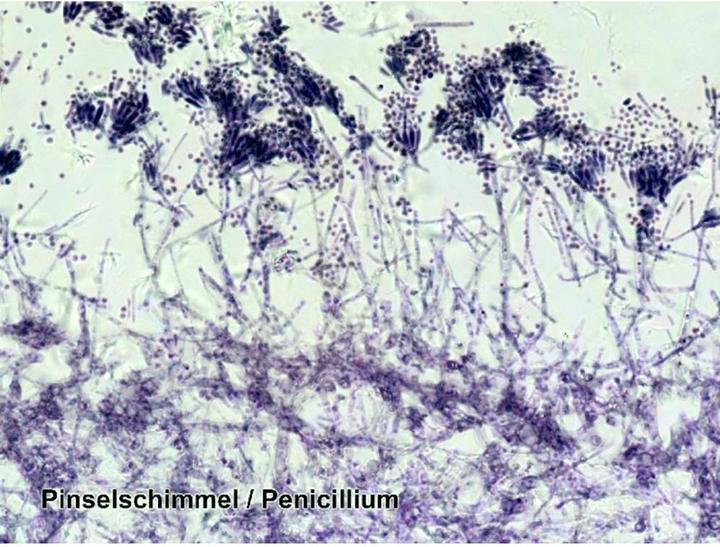 Actual product image Bresser Optics Permanent slides 25s 5986001 Microscope slide