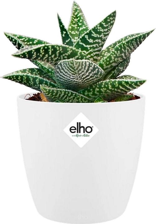 Produktbild Elho Brussels (10 x 10 cm)