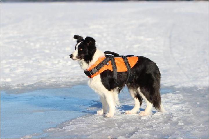 Image du produit Rukka Gilet de sécurité Safety Life (XS, Gilet pour chien)