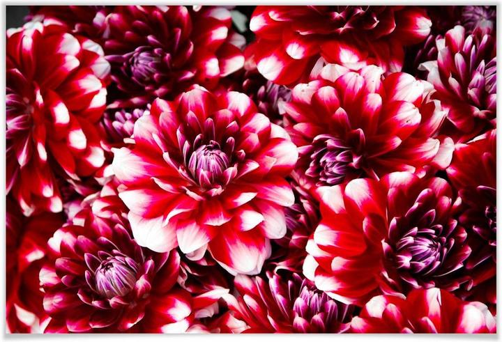 Image du produit Trenddeko Splendeur des fleurs rouges (100 x 70 cm)