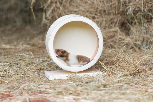 Actual product image Karlie Bogie Wheel Cork