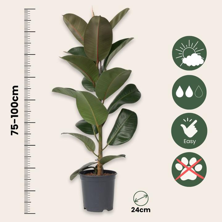 Produktbild Plant in a Box Ficus Elastica Robusta - Gummibaum (100 cm)